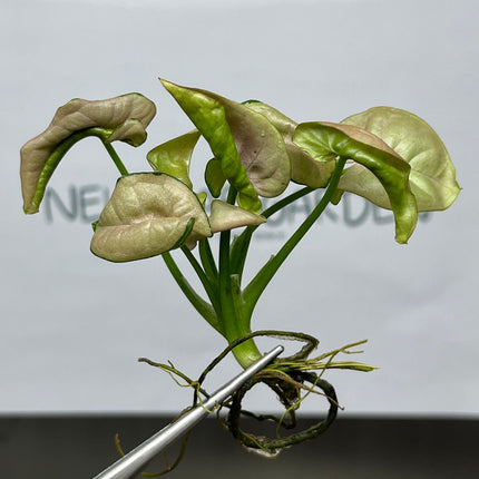 Syngonium Milk Confetti Variegated Tissue Culture (1 item/bag)