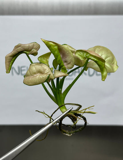 Collection image for: Syngonium