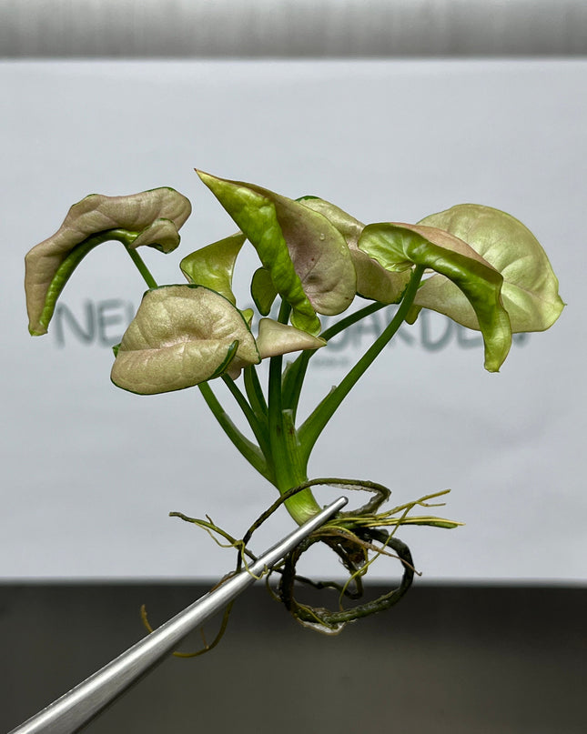 Syngonium Milk Confetti Variegated Tissue Culture (1 item/bag)