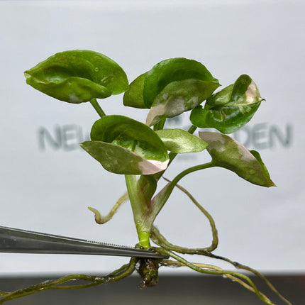Syngonium Strawberry Ice Pink Variegated Tissue Culture (1 item/bag)