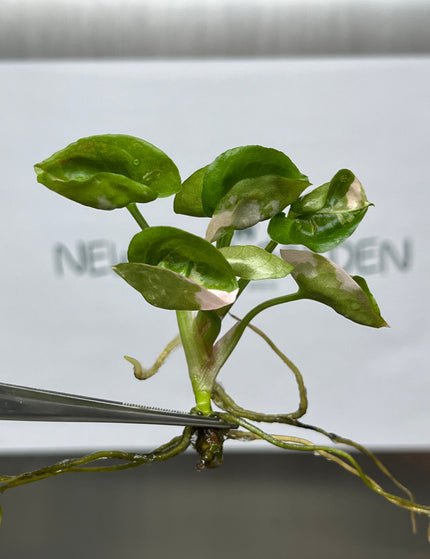 Collection image for: Syngonium