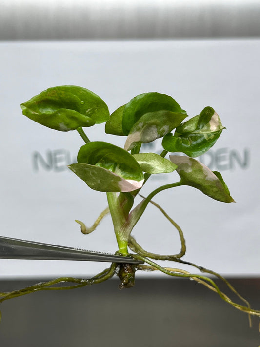 Syngonium Strawberry Ice Pink Variegated Tissue Culture (1 item/bag)