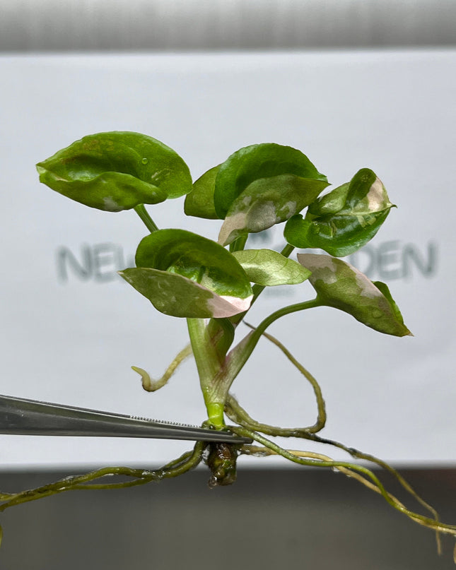 Syngonium Strawberry Ice Pink Variegated Tissue Culture (1 item/bag)