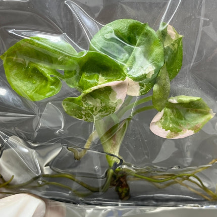 Syngonium Strawberry Ice Pink Variegated Tissue Culture (1 item/bag)