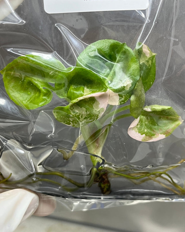Syngonium Strawberry Ice Pink Variegated Tissue Culture (1 item/bag)