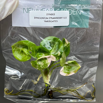 Syngonium Strawberry Ice Pink Variegated Tissue Culture (1 item/bag)