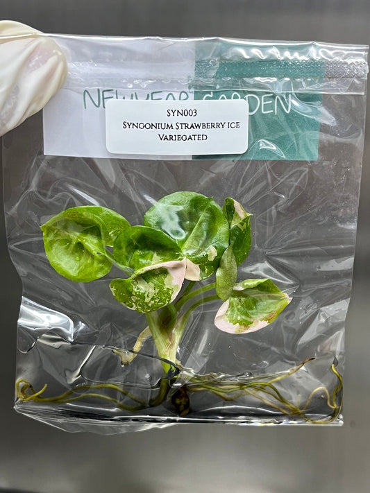 Syngonium Strawberry Ice Pink Variegated Tissue Culture (1 item/bag)