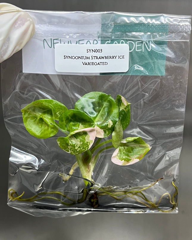 Syngonium Strawberry Ice Pink Variegated Tissue Culture (1 item/bag)
