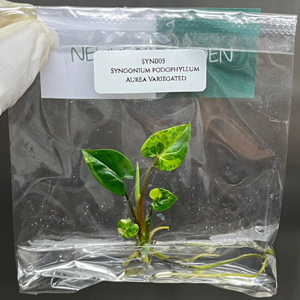 Syngonium Podophyllum Aurea Variegated Tissue Culture (1 item/bag)