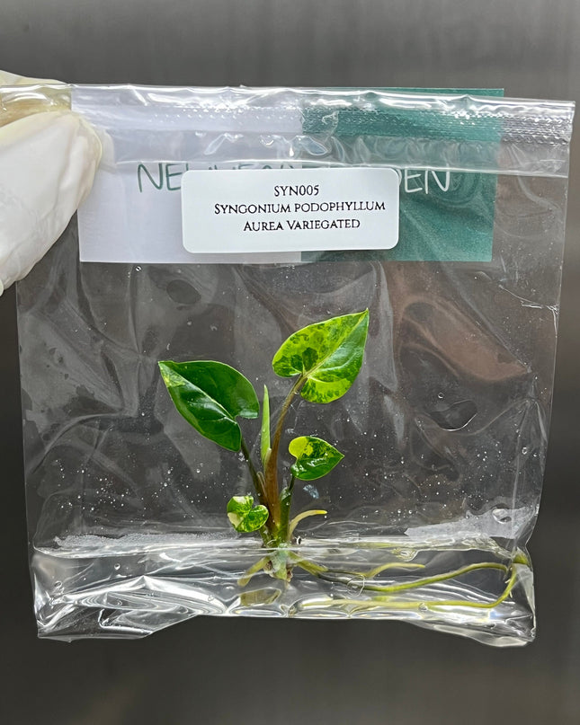 Syngonium Podophyllum Aurea Variegated Tissue Culture (1 item/bag)