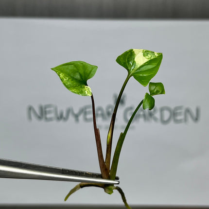 Syngonium Podophyllum Albo Variegated  Tissue Culture (1 item/bag)