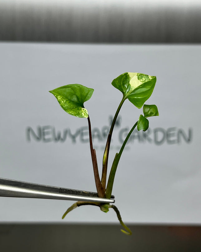 Syngonium Podophyllum Albo Variegated  Tissue Culture (1 item/bag)