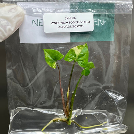 Syngonium Podophyllum Albo Variegated  Tissue Culture (1 item/bag)