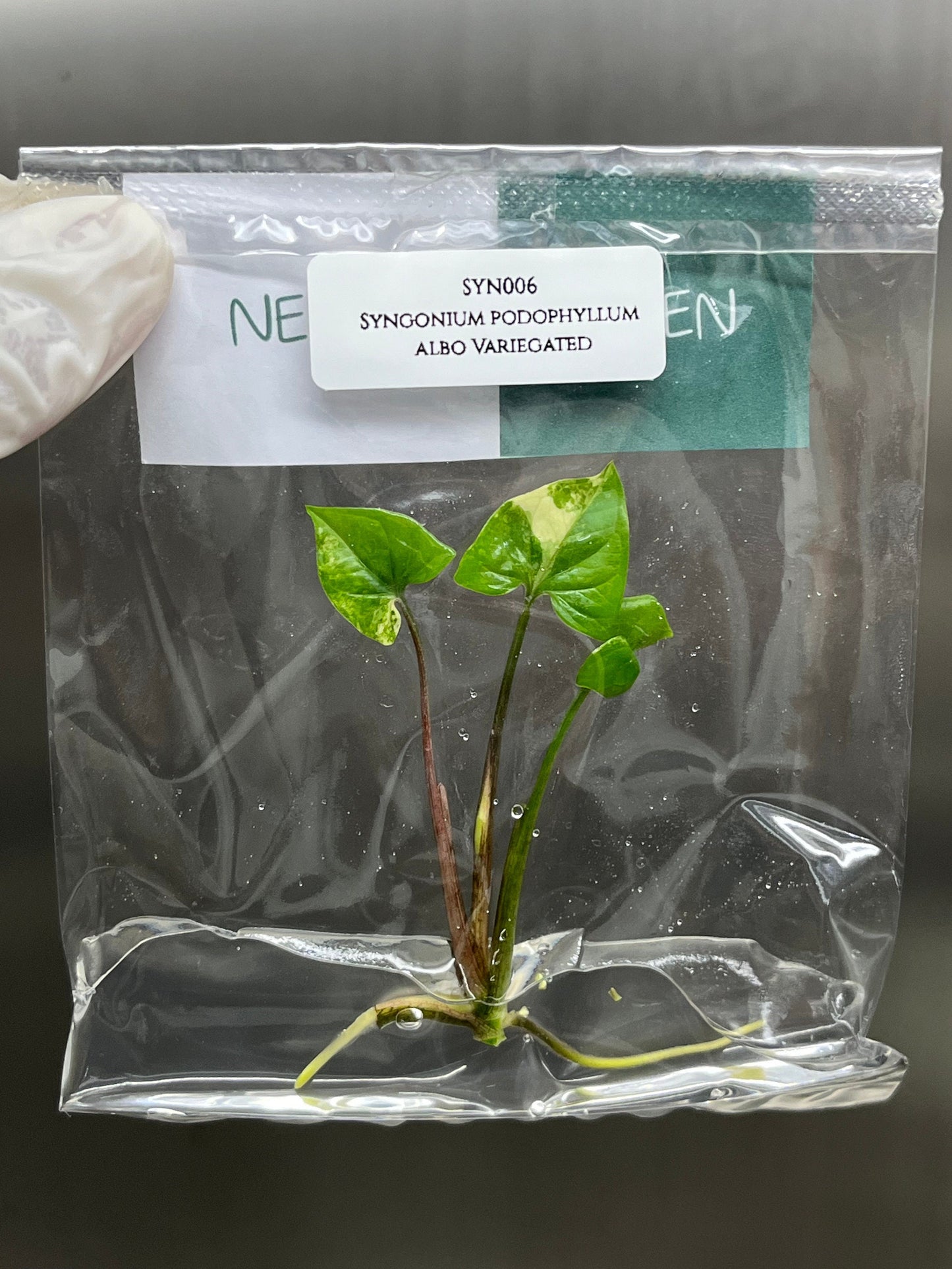Syngonium Podophyllum Albo Variegated  Tissue Culture (1 item/bag)