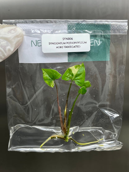 Syngonium Podophyllum Albo Variegated  Tissue Culture (1 item/bag)