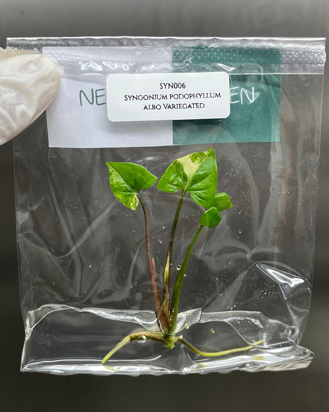 Syngonium Podophyllum Albo Variegated  Tissue Culture (1 item/bag)