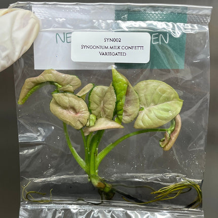 Syngonium Milk Confetti Variegated Tissue Culture (1 item/bag)