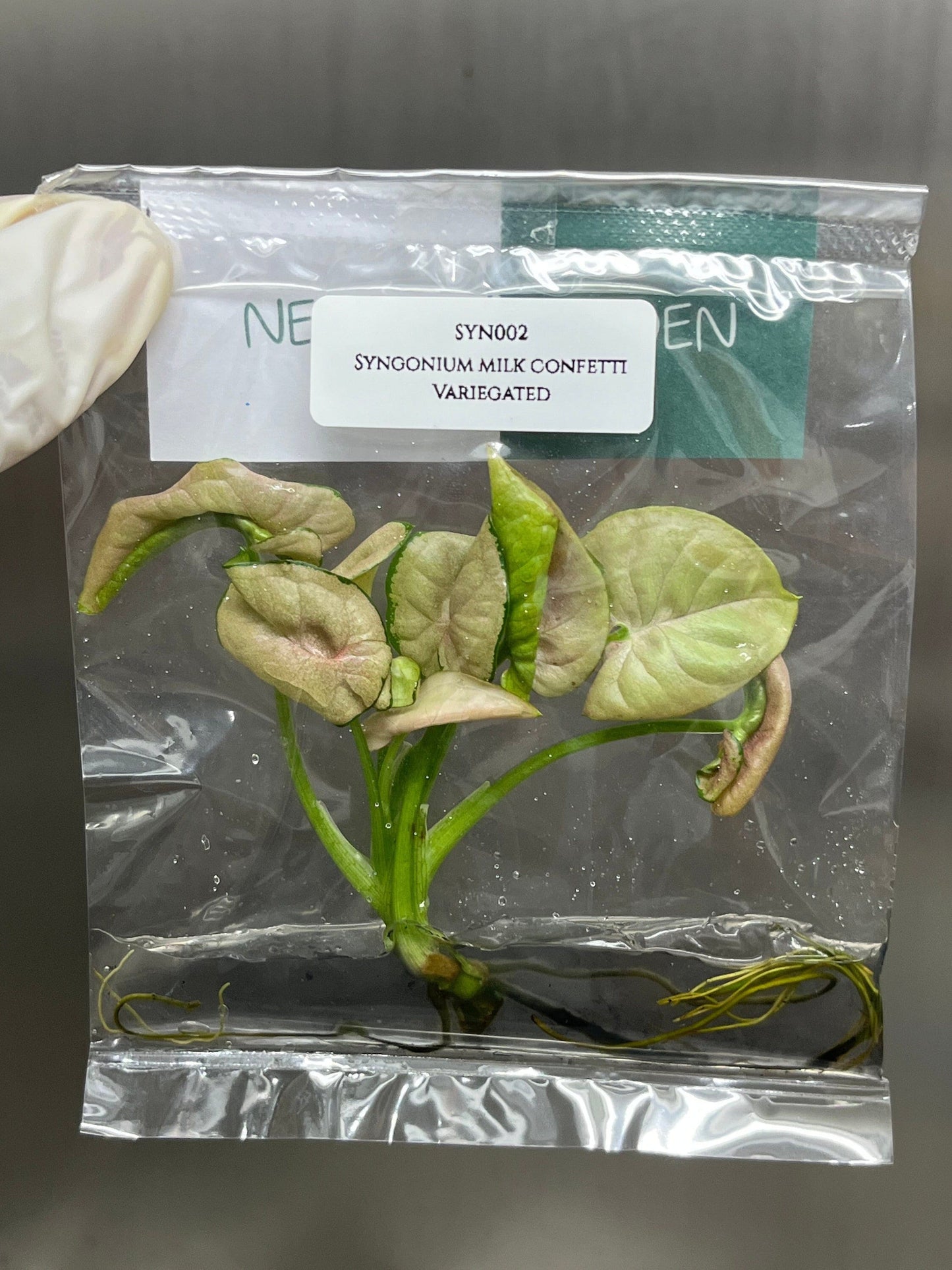 Syngonium Milk Confetti Variegated Tissue Culture (1 item/bag)