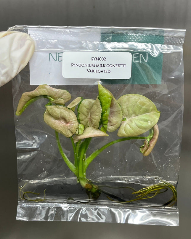 Syngonium Milk Confetti Variegated Tissue Culture (1 item/bag)