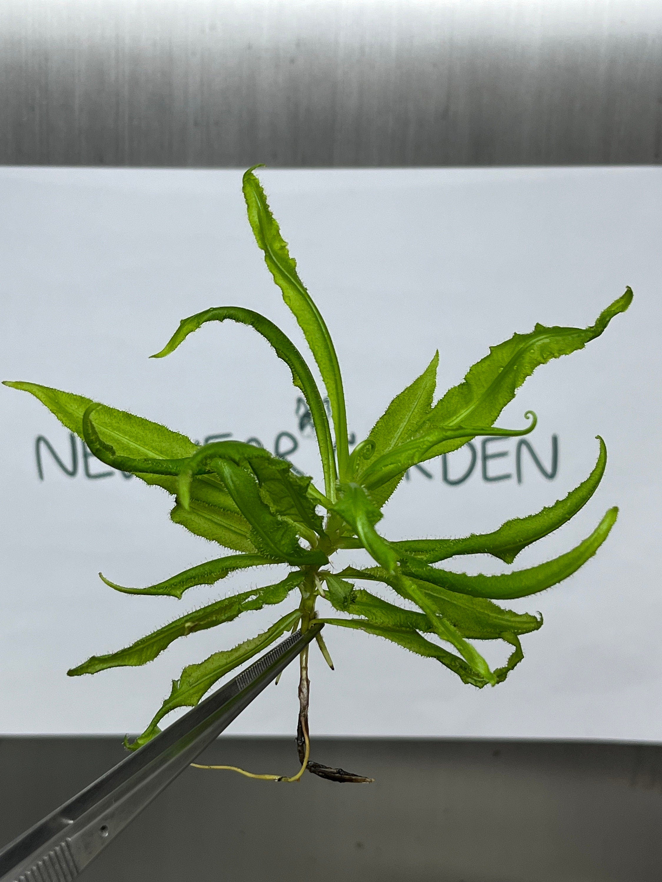 Drosera adelae (5 plantlets/bag) Tissue culture
