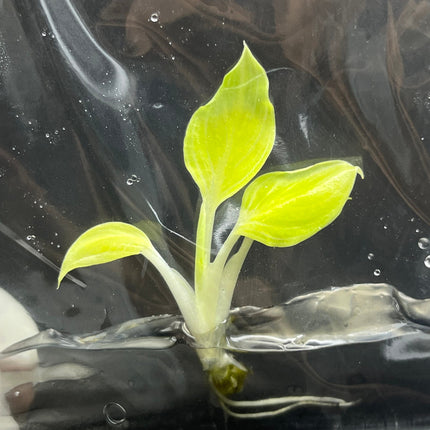 Spathiphyllum Sensation "Mint"  Tissue Culture (1 item/bag)