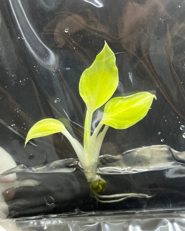 Spathiphyllum Sensation "Mint"  Tissue Culture (1 item/bag)