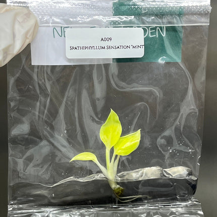 Spathiphyllum Sensation "Mint"  Tissue Culture (1 item/bag)