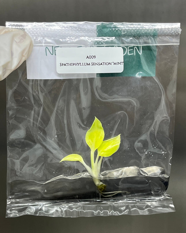 Spathiphyllum Sensation "Mint"  Tissue Culture (1 item/bag)