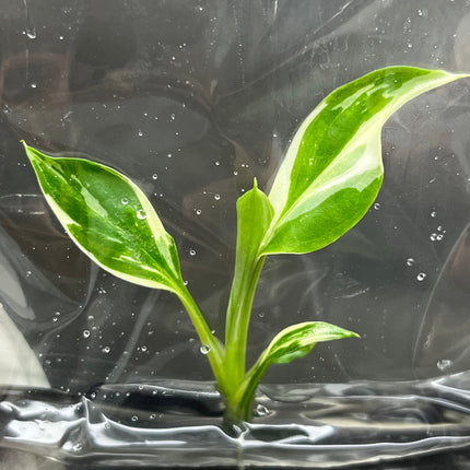 Spathiphyllum Sensation Variegated  Tissue Culture (1 item/bag)
