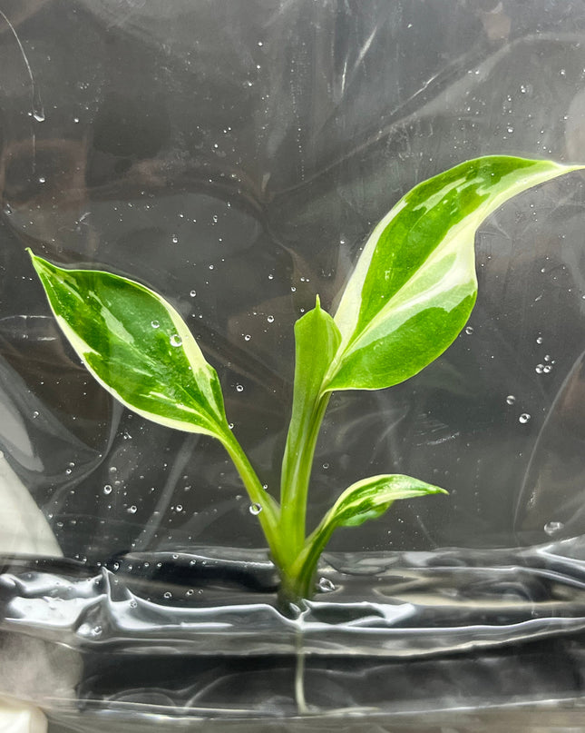 Spathiphyllum Sensation Variegated  Tissue Culture (1 item/bag)
