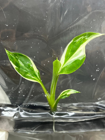 Spathiphyllum Sensation Variegated  Tissue Culture (1 item/bag)