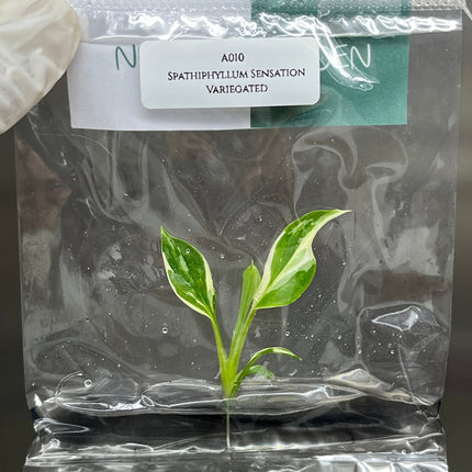 Spathiphyllum Sensation Variegated  Tissue Culture (1 item/bag)