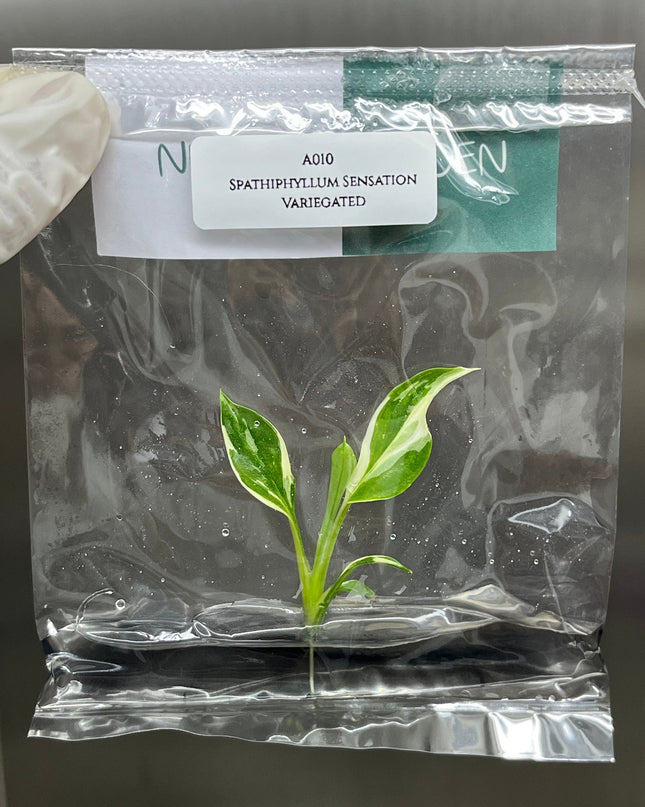 Spathiphyllum Sensation Variegated  Tissue Culture (1 item/bag)