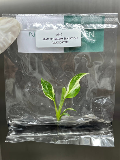Spathiphyllum Sensation Variegated  Tissue Culture (1 item/bag)