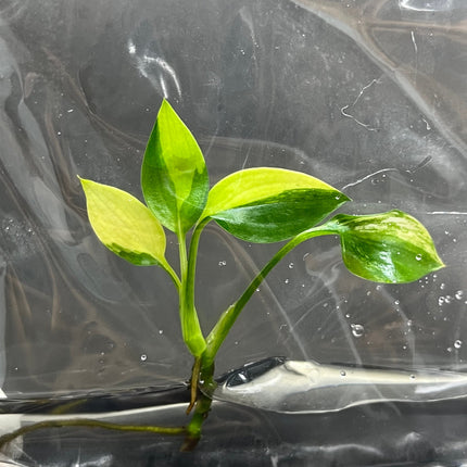 Epipremnum Amplissimum Variegated Tissue Culture (1 item/bag)