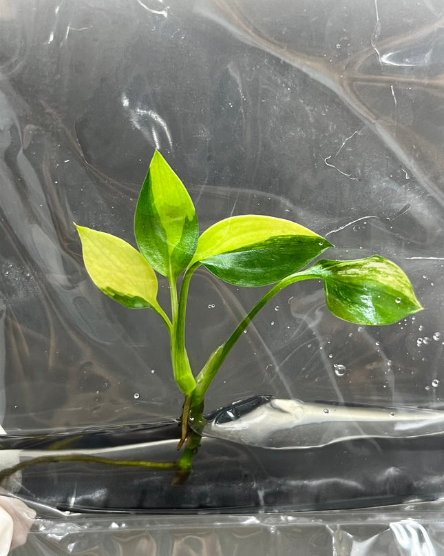 Epipremnum Amplissimum Variegated Tissue Culture (1 item/bag)