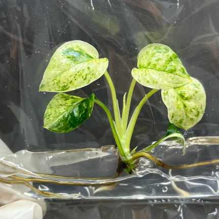Epipremnum Sp Bali Variegated (Hanoman) Tissue Culture (1 item/bag)