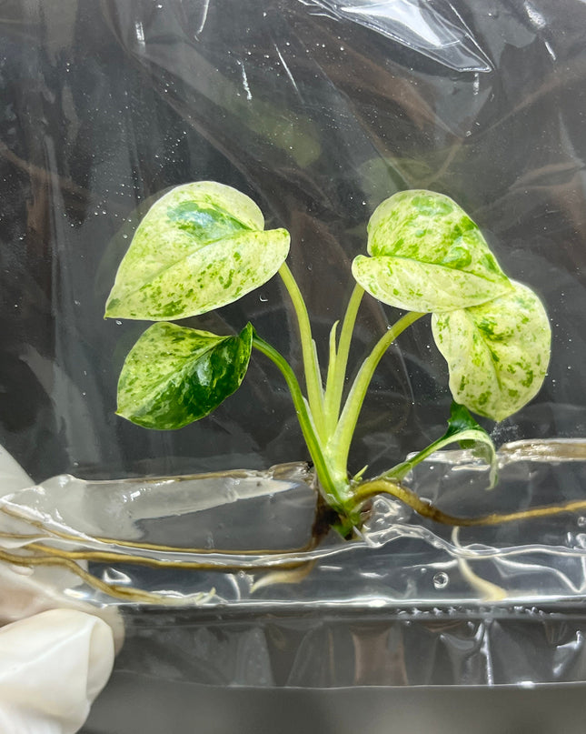 Epipremnum Sp Bali Variegated (Hanoman) Tissue Culture (1 item/bag)