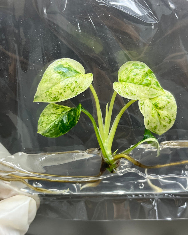 Epipremnum Sp Bali Variegated (Hanoman) Tissue Culture (1 item/bag)
