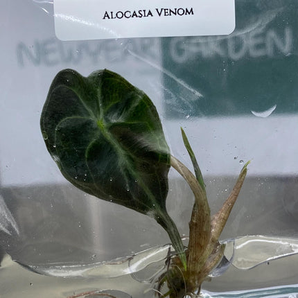 Alocasia Venom Tissue Culture (1 item/bag)
