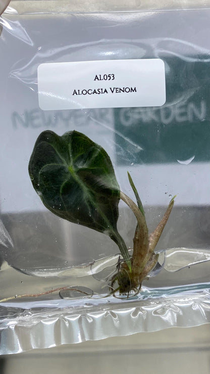 Alocasia Venom Tissue Culture (1 item/bag)