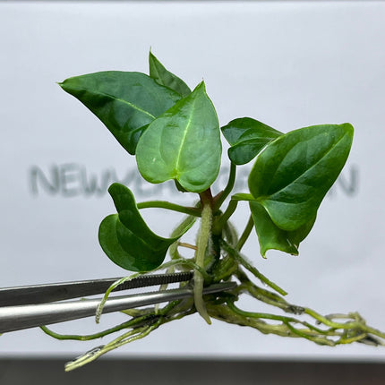 Anthurium Clarinervinum Tissue Culture (1 item/bag)