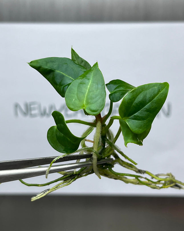 Anthurium Clarinervinum Tissue Culture (1 item/bag)