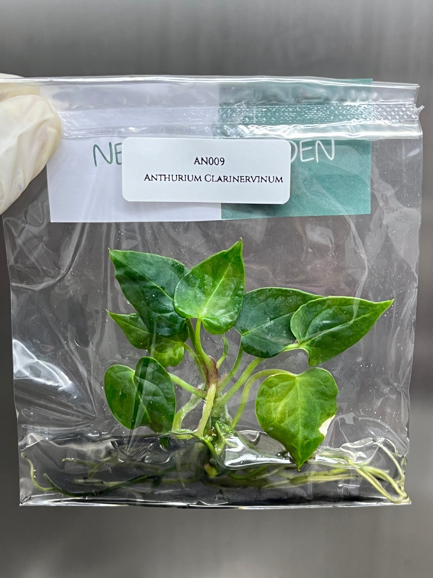Anthurium Clarinervinum Tissue Culture (1 item/bag)