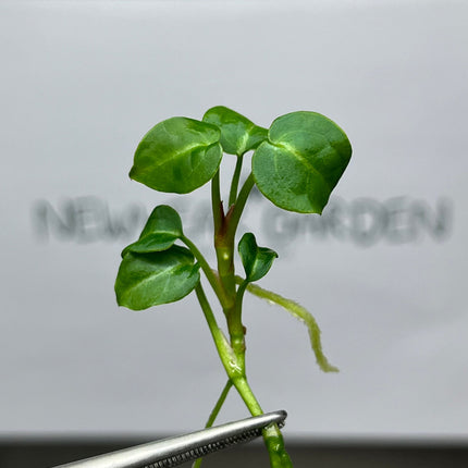 Anthurium Crytallium Dark Tissue Culture (1 item/bag)