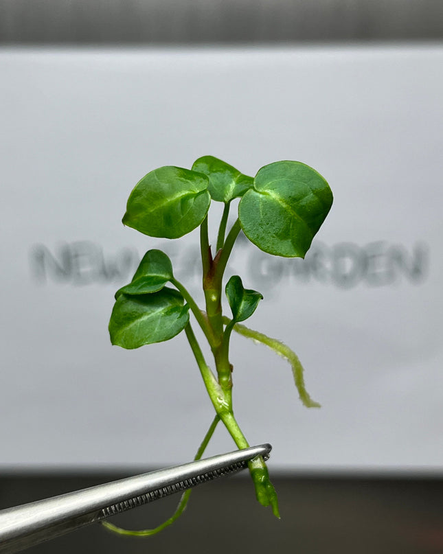 Anthurium Crytallium Dark Tissue Culture (1 item/bag)