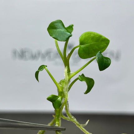 Anthurium Forgetii Tissue Culture (1 item/bag)