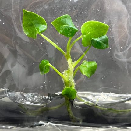 Anthurium Forgetii Tissue Culture (1 item/bag)