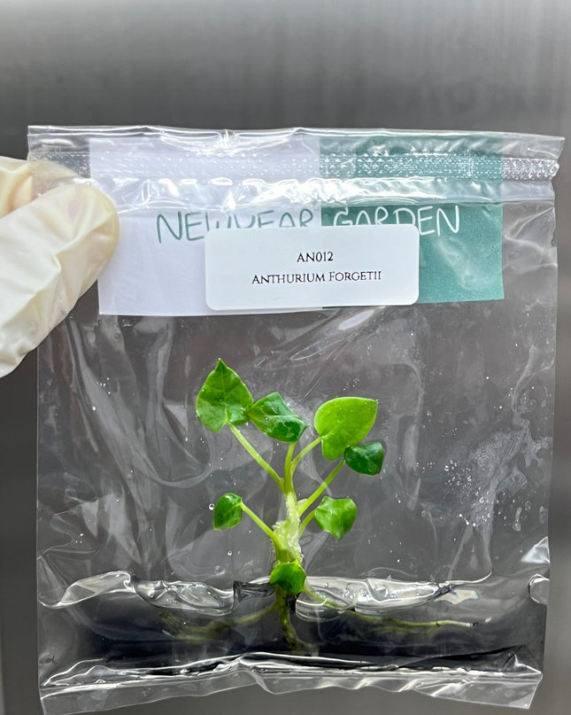 Anthurium Forgetii Tissue Culture (1 item/bag)