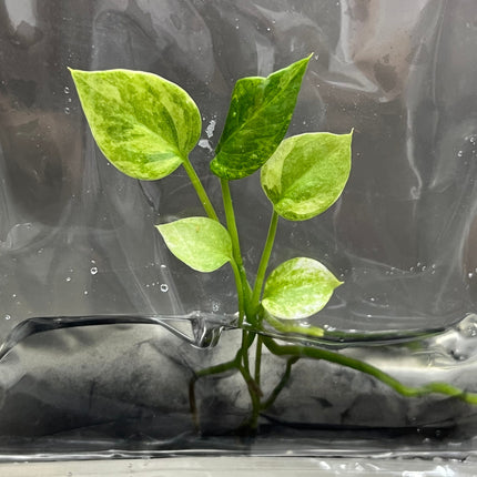 Anthurium Vittarifolium Variegated Tissue Culture (1 item/bag)